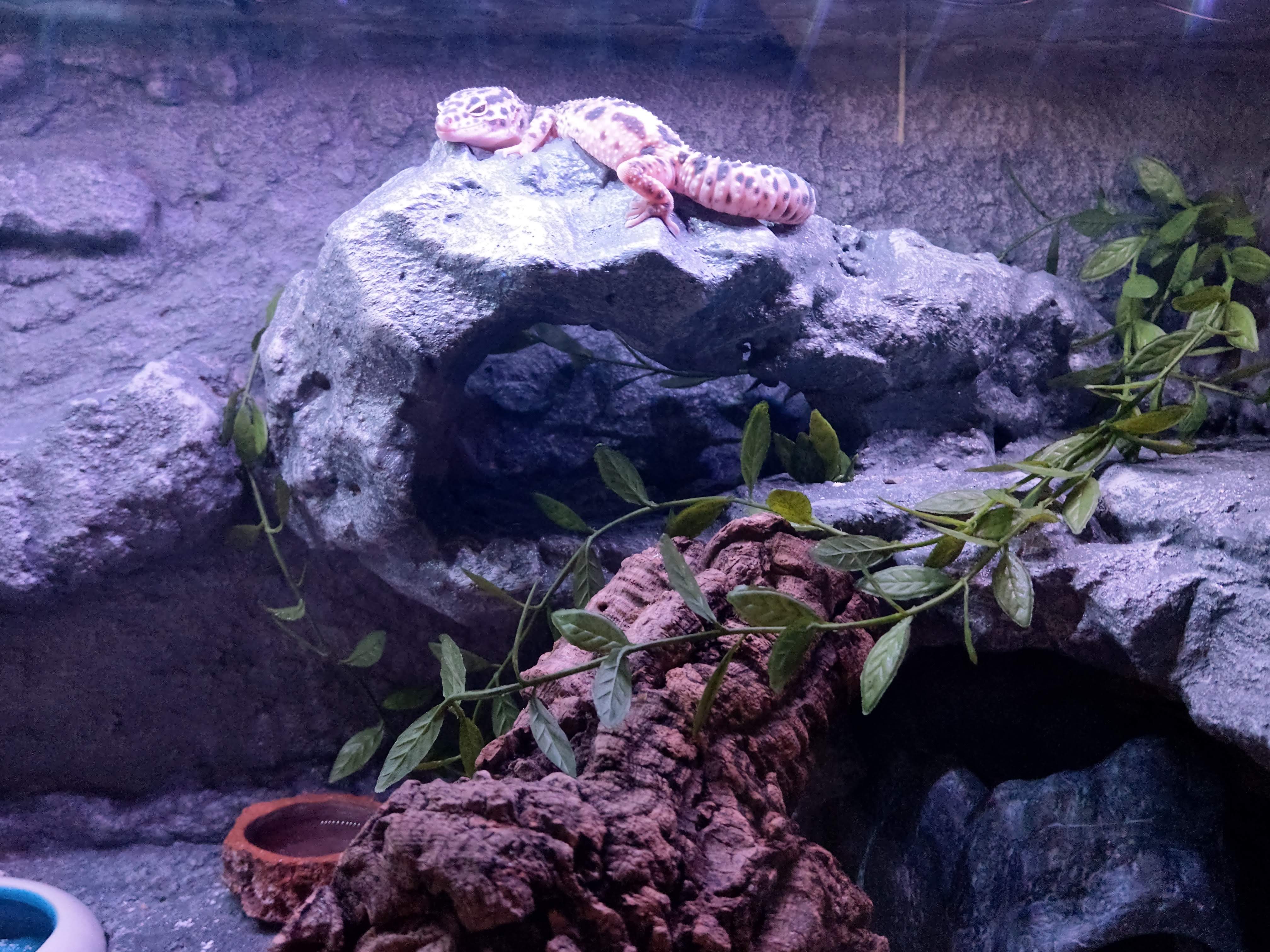 Drybrush work in progress